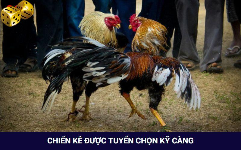 Đá Gà Go8 - Thỏa Mãn Với Các Trận Đối Đầu Của Chiến Kê - FARON