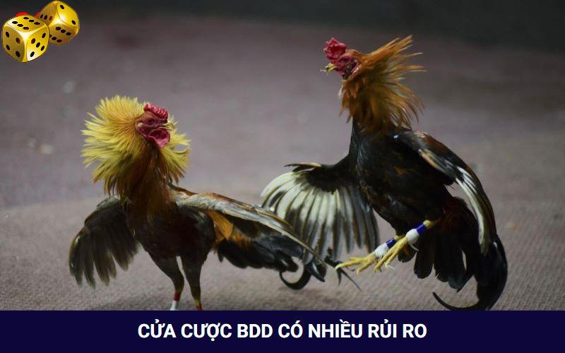 Đá Gà Go8 - Thỏa Mãn Với Các Trận Đối Đầu Của Chiến Kê - FARON
