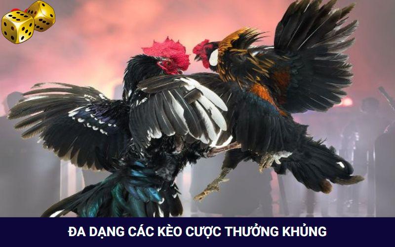 Hình Thức Đá Gà Campuchia Thưởng “Khủng” Tại Nhà Cái Go8 - FARON
