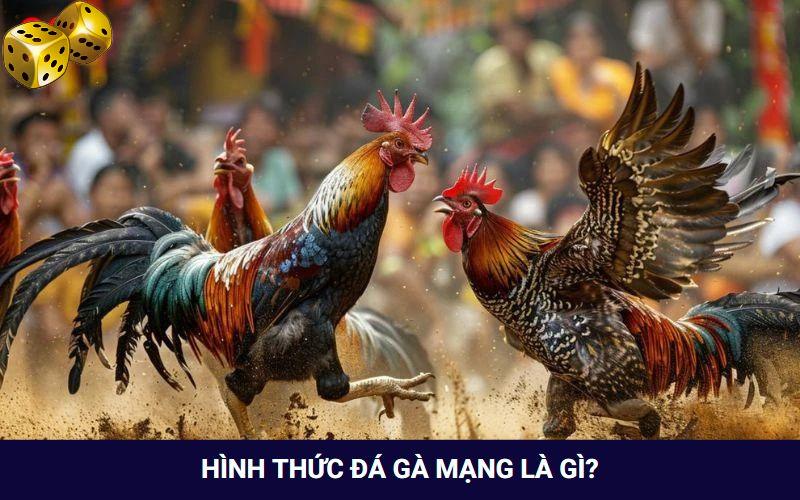 Đá Gà Mạng Là Gì? Tham Gia Chơi Có Bị Rủi Ro Hay Không? - FARON