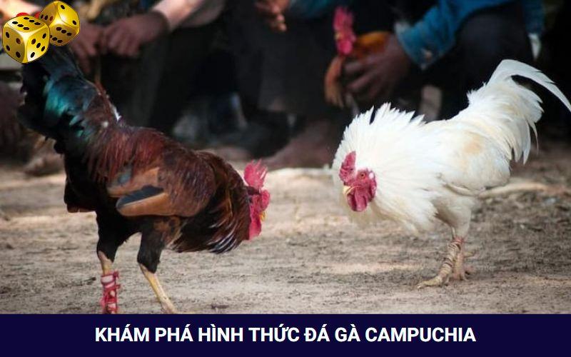 Hình Thức Đá Gà Campuchia Thưởng “Khủng” Tại Nhà Cái Go8 - FARON