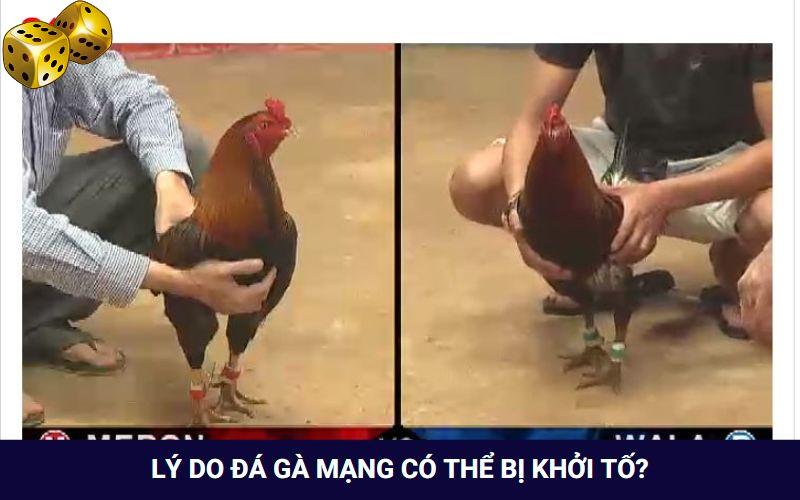 Đá Gà Mạng Là Gì? Tham Gia Chơi Có Bị Rủi Ro Hay Không? - FARON