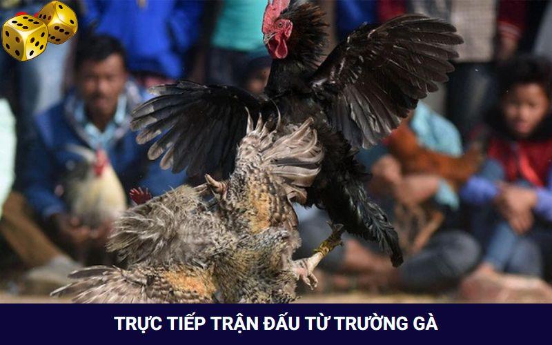 Hình Thức Đá Gà Campuchia Thưởng “Khủng” Tại Nhà Cái Go8 - FARON