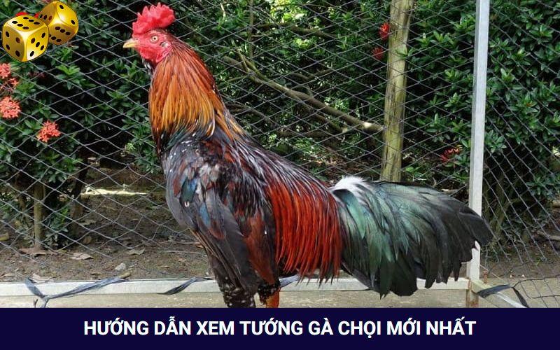 Đá Gà Go8 - Thỏa Mãn Với Các Trận Đối Đầu Của Chiến Kê - FARON