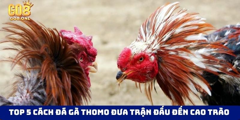 Thể Thao Go8 - Trải Nghiệm Đỉnh Cao Với Giải Đấu Lớn - FARON