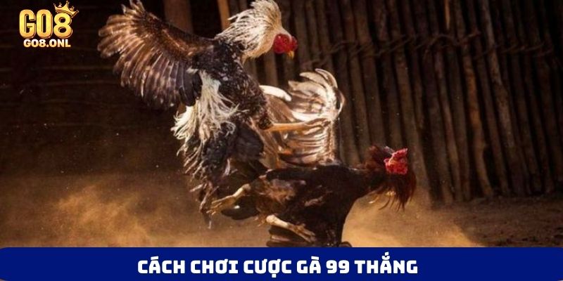 Đá Gà 99 Là Gì? Bí Mật Thu Hút Người Chơi Muốn Khám Phá - FARON