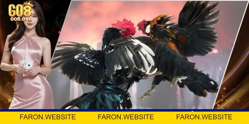 Đá Gà Go8 - Thỏa Mãn Với Các Trận Đối Đầu Của Chiến Kê - FARON