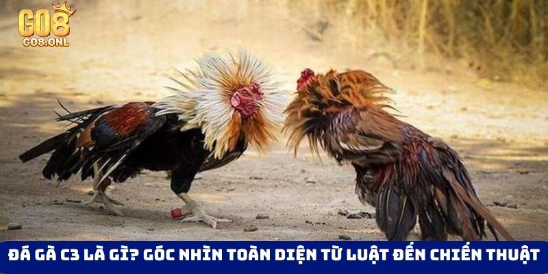 Đá Gà Go8 - Thỏa Mãn Với Các Trận Đối Đầu Của Chiến Kê - FARON
