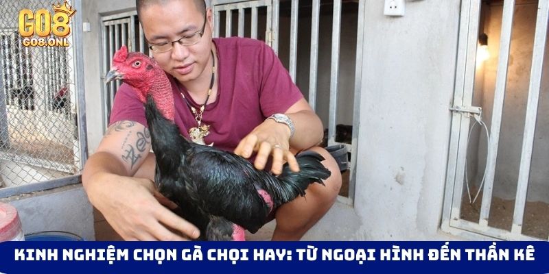 Đá Gà Go8 - Thỏa Mãn Với Các Trận Đối Đầu Của Chiến Kê - FARON
